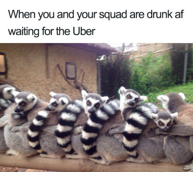 Uber Rides Described With Animal Memes Is The Best Thing You Will See Today  - Guru Ghantal